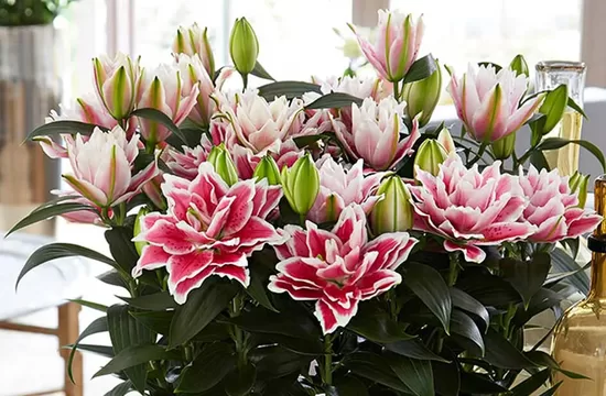 Roselily Paula (Bezputekšņu Austrumu lilija)