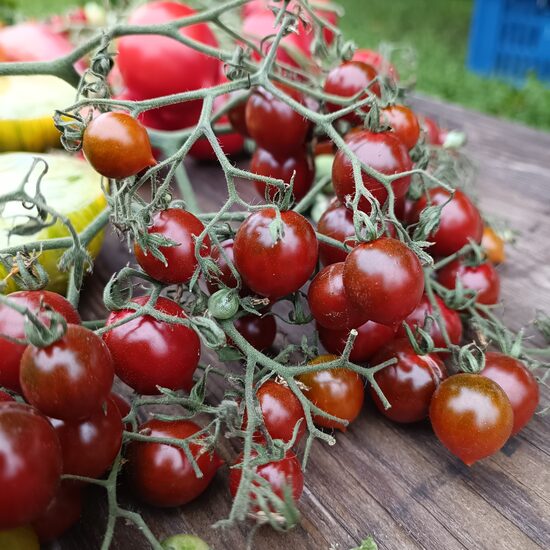 Paulīnes noslēpums ( tulk.no Paulina's secret 10 tomātu sēklas)