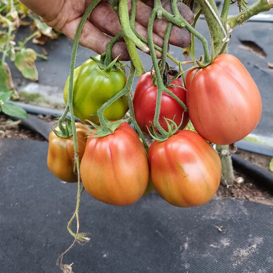 Perra di Arbuzzo (10 tomātu sēklas)