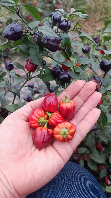 Purple Delight (10 sēklas)