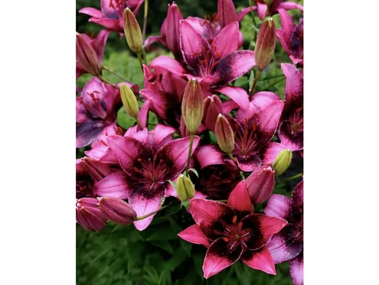 Purple dream 5 sīpolu komplekts ( Āzijas lilijas hibrīds)