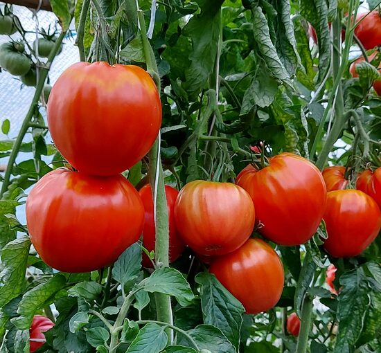 Red butter HEART( 10 tomātu sēklas)