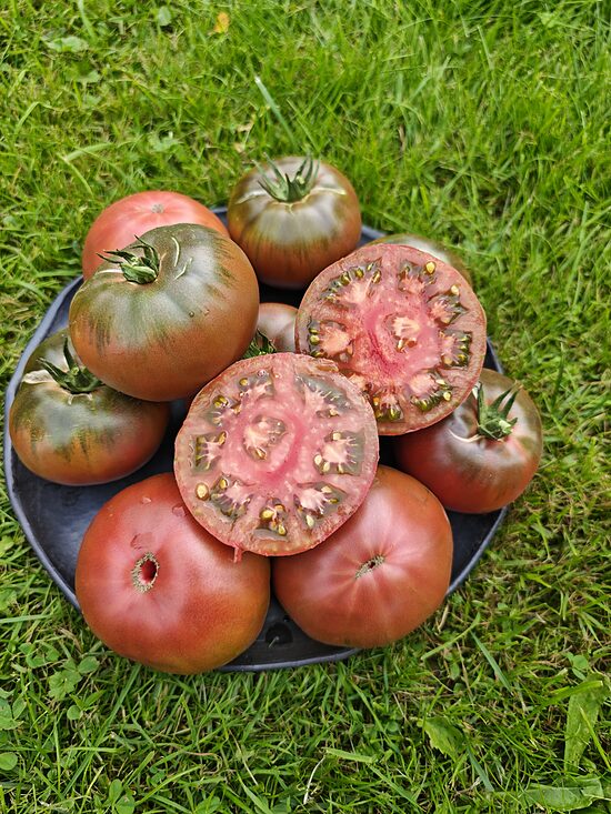 Secret Alifirova (sel. Vitālijs Alifirovs 10 tomatu sēklas)