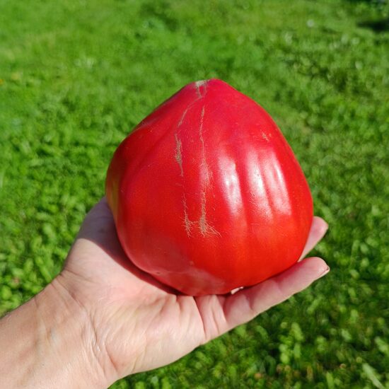 Spadone gigante (5 tomātu sēklas)