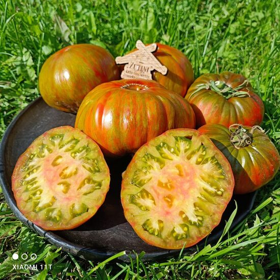 Summer of Love ( 10 tomātu sēkas) (sel. Brad Gates)