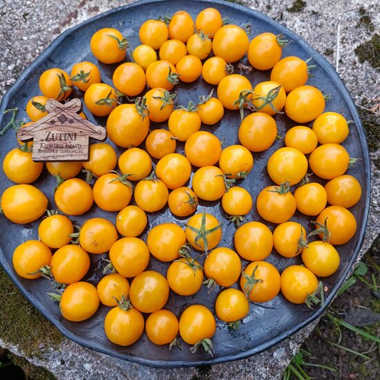 Sun Baby (10 tomātu sēklas)