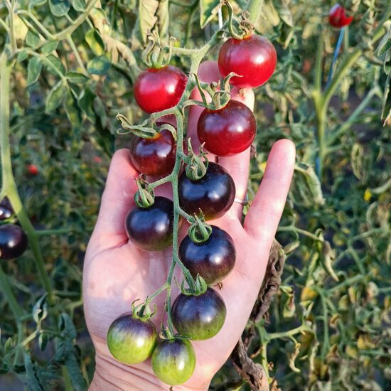  Sunshine Blue ( 10 tomātu sēklas)