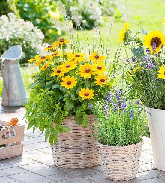 Rudbekijas Toto Gold-4 gb