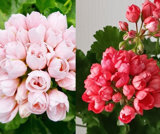 Pildīto TULPJU ziedu komplekts - 2 gb AR IEKĻAUTU PIEGĀDI