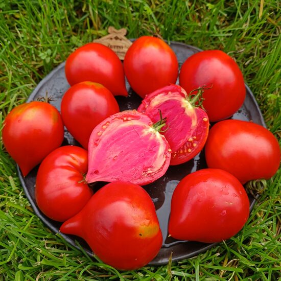 Vater rhein ( 10 tomātu sēklas)