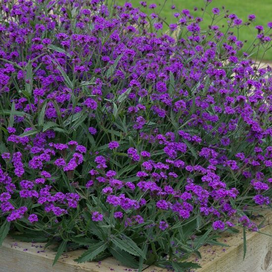 Verbena rigida VENOSA - 4 stādi AR IEKĻAUTU IZSŪTĪŠANU APRĪLĪ