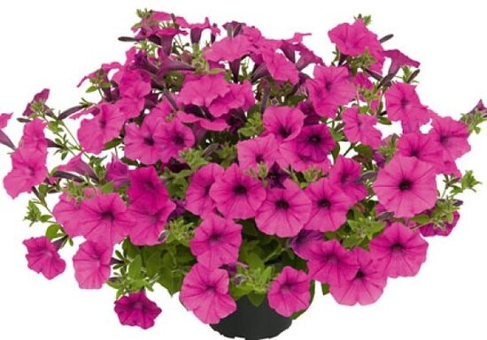 Petūnija VISTA "PURE RASPBERRY" JUNUMS 2026! - 6 stādi - AR IEKĻAUTU PIEGĀDI