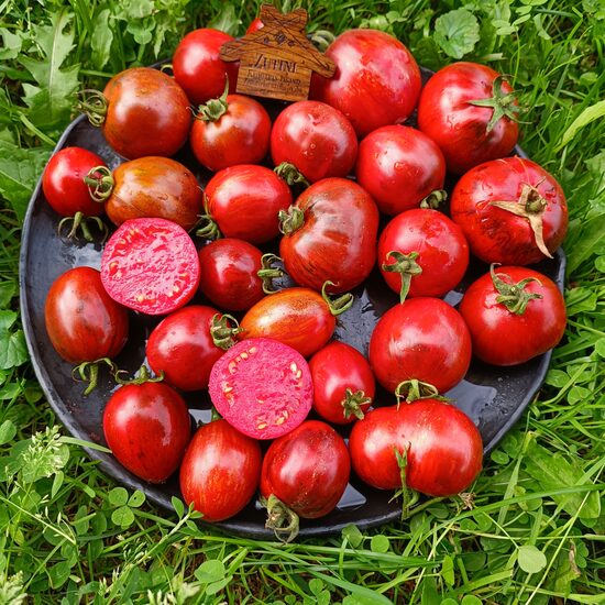 Wild tiger New ( 10 tomātu sēklas)