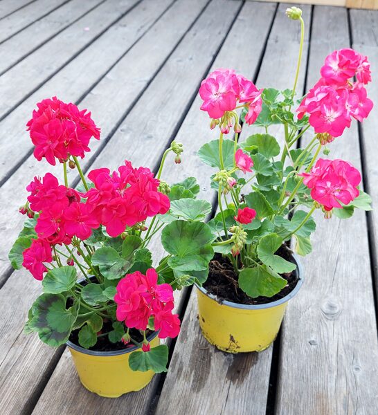 Miniatūrā pelargonijas `Little Lady` "Bicolor" + "Cherry" - audzēšanai uz galdiņiem, palodzēm - 4gb