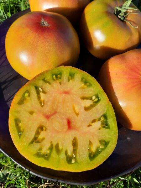 Captain Lucky tomātu sēklas ( 10 gb) (sel. Millard Murdock)