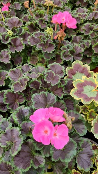 Melno šokolādes lapu pelargonija - Chocolate pink - 6 gab