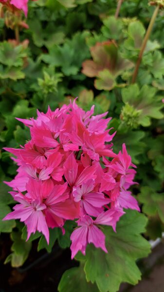 Zvaigžņu ziedu pelargonijas - 6 gab