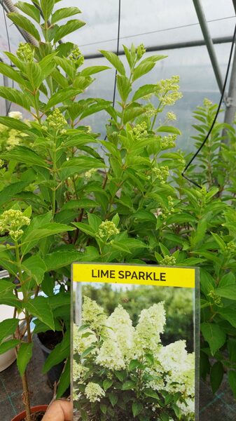 Skarainā hortenzija "Lime Sparkle"