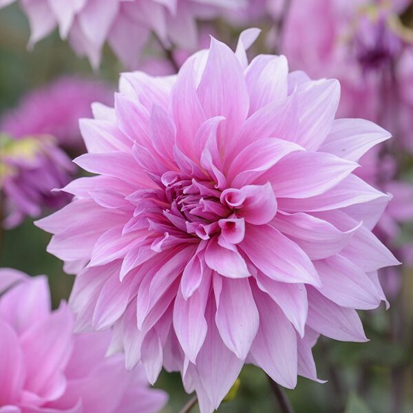 Babylon Lilac, Dālijas
