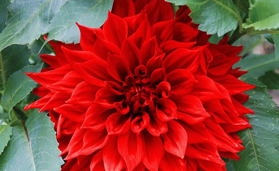 Babylon Rood