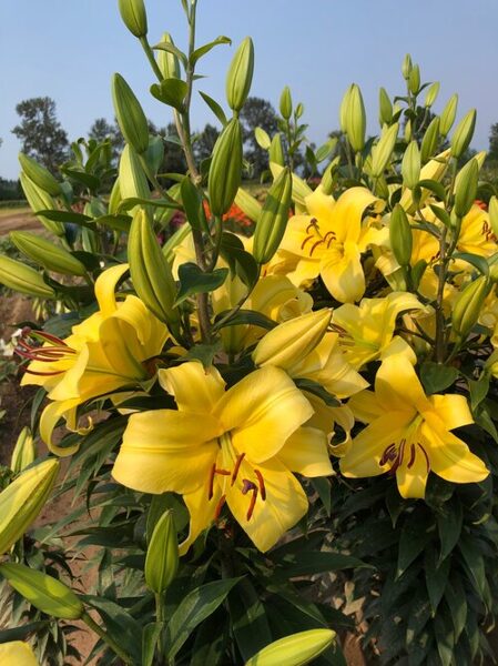 Bellville (Orientālās-Trompešu Lilijas Hibrīds)