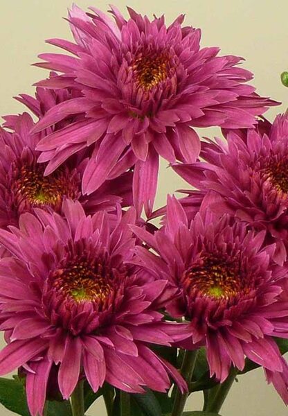 Plant box with  10 Chrysanthemum pots