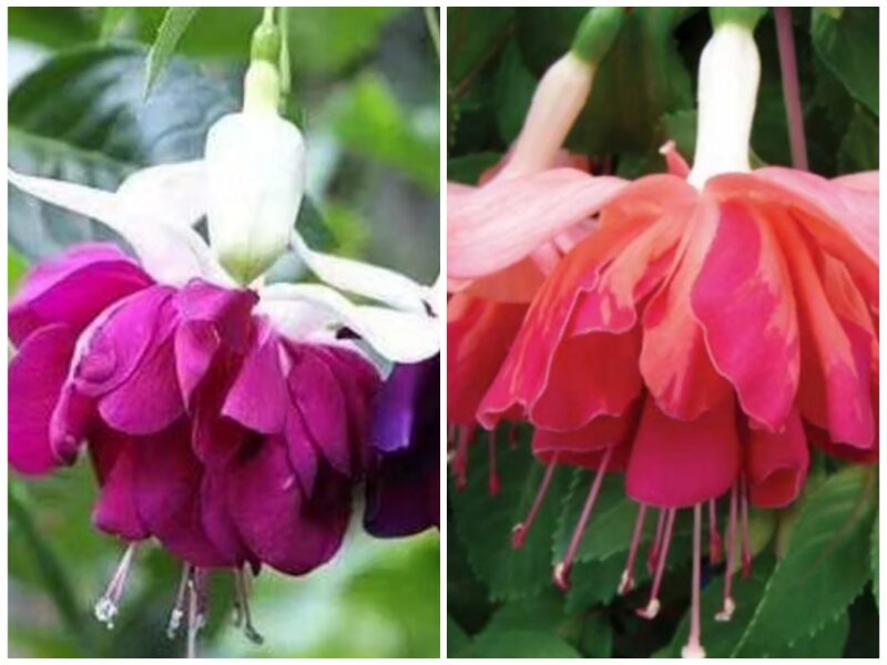 Nokarenās lielziedu fuksijas - Marabeller Salmon un White purple - 6gb
