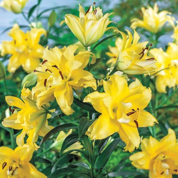 Exotic Sun ( Austrumu lilija)