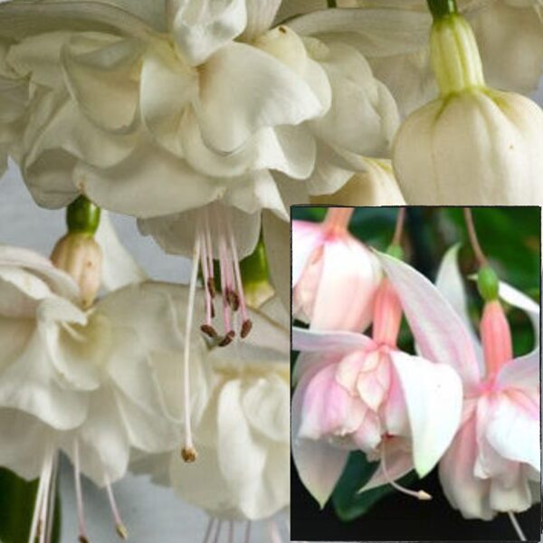 Lielziedu Fuksijas - "White king" + Pink Marshmallow" = 6gb