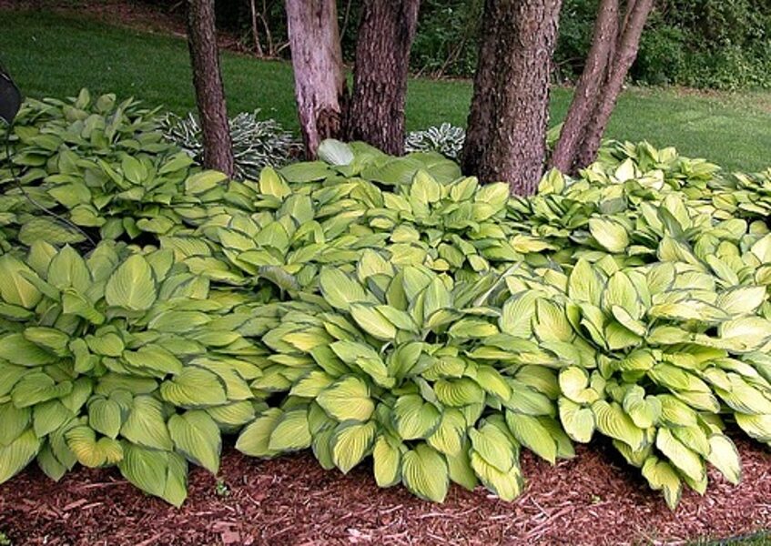 Hosta `Gold Standart` -4gab