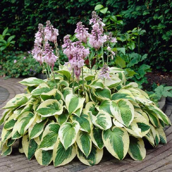 Hosta 'Wide Brim"