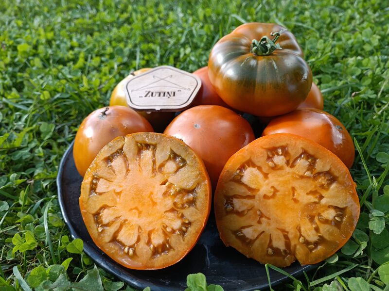 Elsera fermas brūnais ( 10 tomātu sēklas)