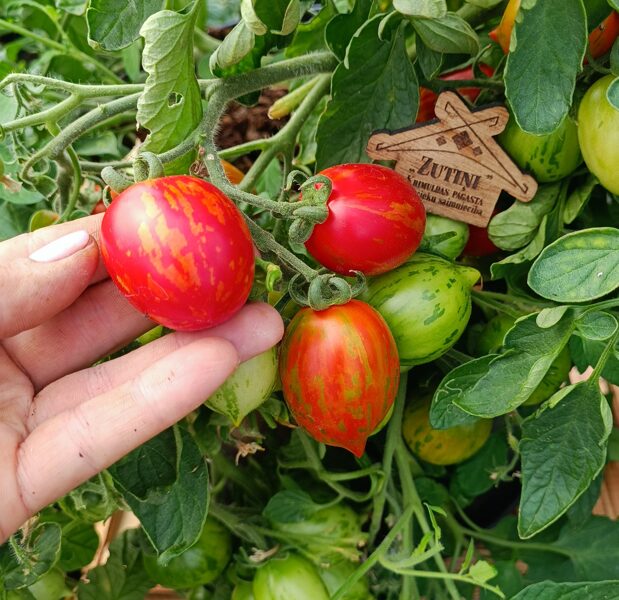 FIRECRACKER ( 10 tomātu sēklas) 