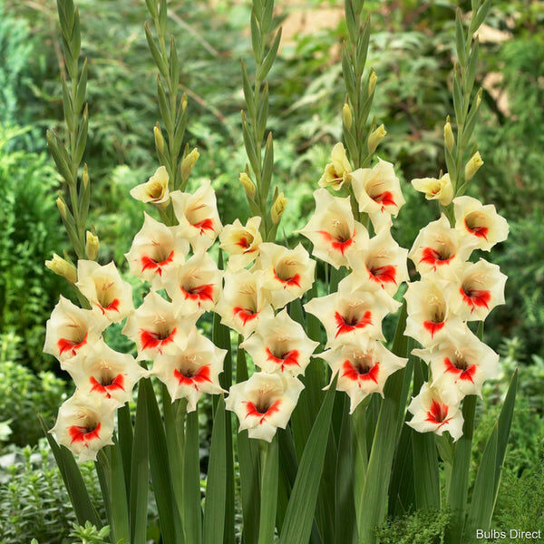 Gladiolus bulbs - Catalog - Zemnieku saimniecība 