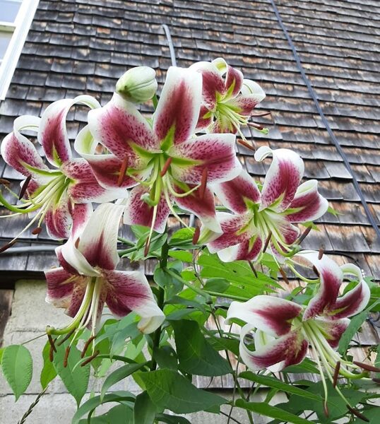 Lesley Woodriff LILIJKOKS (Orientālās-Trompešu lilijas hibrīds)