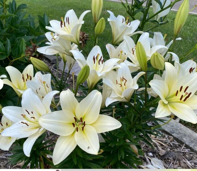 LA Courier  (Garziedu-Āzijas lilijas hibrīds)