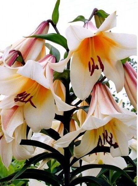 High Tea - Lilijkoks (Orientālās-Trompešu lilijas hibrīds)