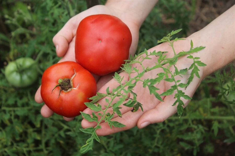 Sarkanais mežģīņlapu tomātkrūms (10 sēklas)