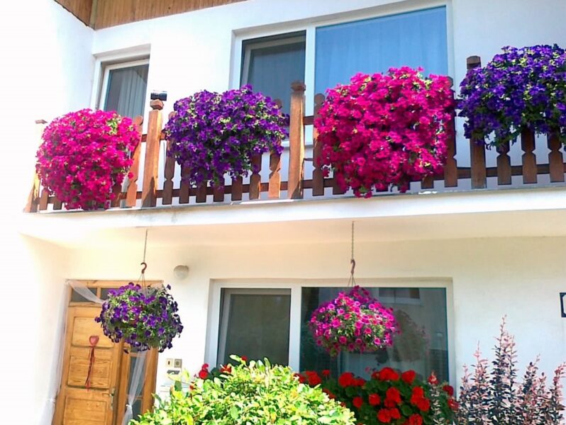 Izturīgā petūnija - Surfinia "Giant blue" (Pieejama uz vietas stādaudzētavā)