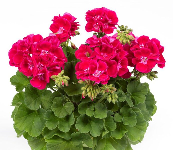 7 skaistas pelargonijas - Actiņpelargonijas + citas