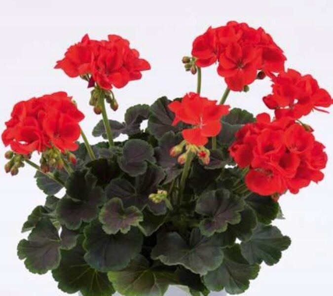 Pelargonija stāvā "Deco choco scarlet" - (piemērota arī podiņiem)