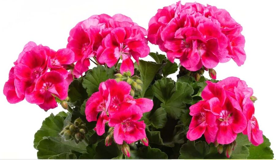 Pelargonija Flower Fairy "Strawberry" - 4gb