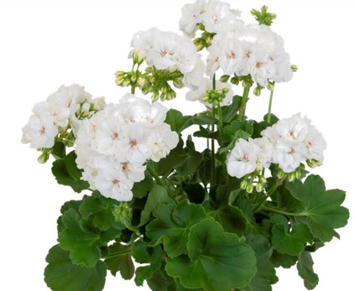 Pelargonija "Santana White" - 4gb