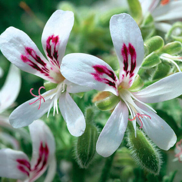 Smaržlapu pelargonija "Odorata Pepermint"  - piparmētru smarža - 4gb.