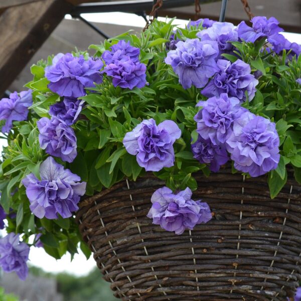 Zilo Pildīto ziedu nokarenā petūnija -  Tumbelina MARIA- 6 gab