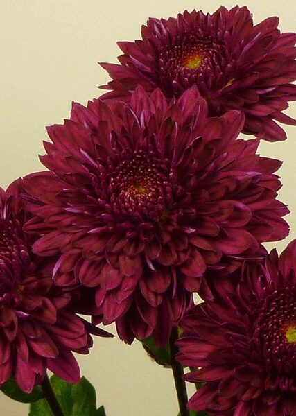 Plant Box with perrenial Chrysanthemums Nr.1