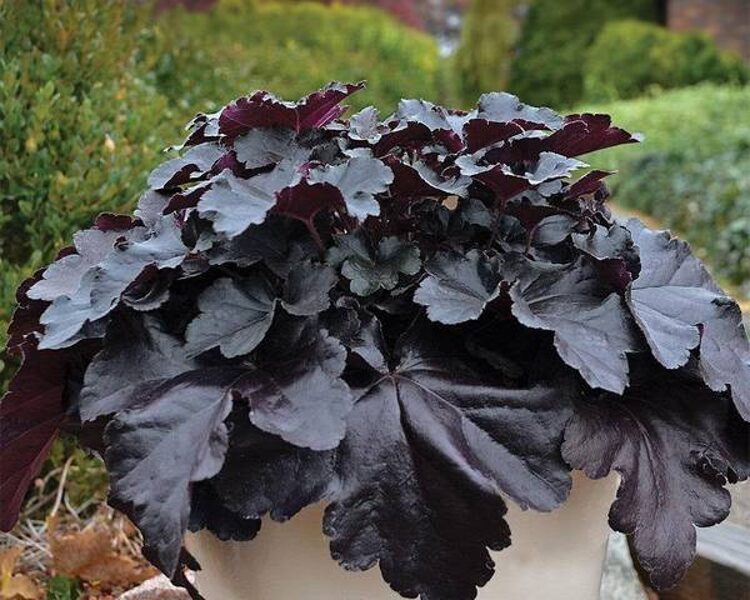 4 Heiheru kaste `Prime Black Pearl`