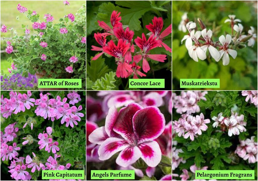 Smaržlapu pelargonijas 6 veidi + 2 citas = 8 gab kastē