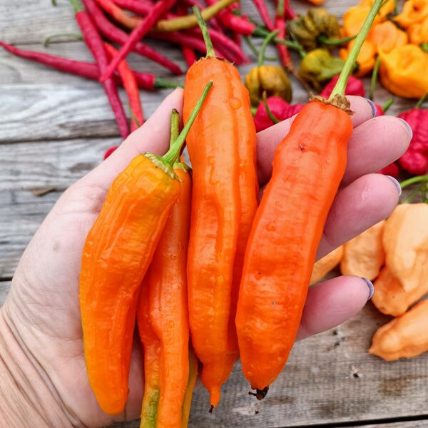 Aji Amarillo asie pipari ( 5 sēklas)