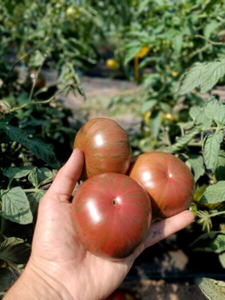 Rūķu tomāts `Dwarf the thong` - podiem, terasei - (Tagad pieejams uz vietas stādaudzētavā)